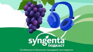 🍇 Гроздевая листовертка: причины её вредоносности