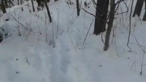 Охота на соболя выход с лога будни промысловой жизни. Охота в Сибири!