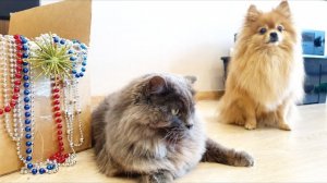 Бася шпиц и Рыся украшают дом к Новому Году!