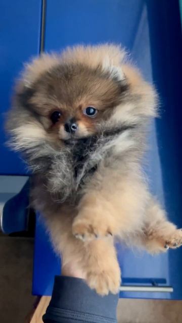 Малышка готова к переезду,полностью привита,метрика,пеленка 5+,очень ласковая,умненькая девочка смотреть онлайн