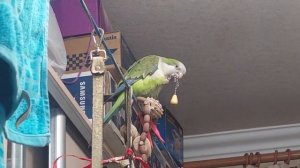 Попугай Калита Монах Квакер. Взрослеем...Вяжет узел))