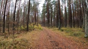 Прогулки по лесу. Переделка велосипеда на 3х скоростной.