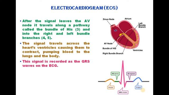 BASICS OF BIOMEDICAL INSTRUMENTATION - UNIT 2 смотреть онлайн