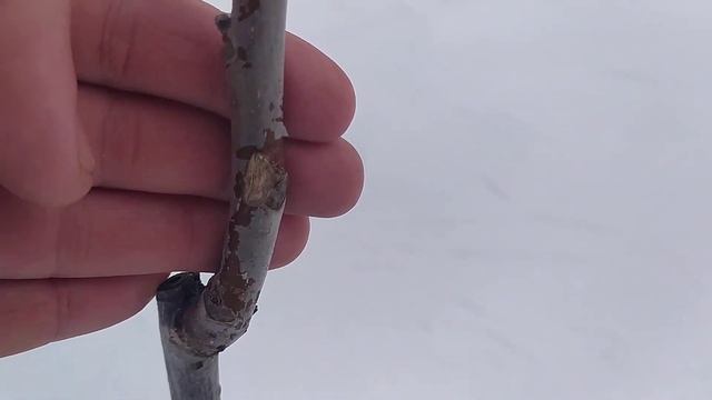 Горіх + заєць = біда!