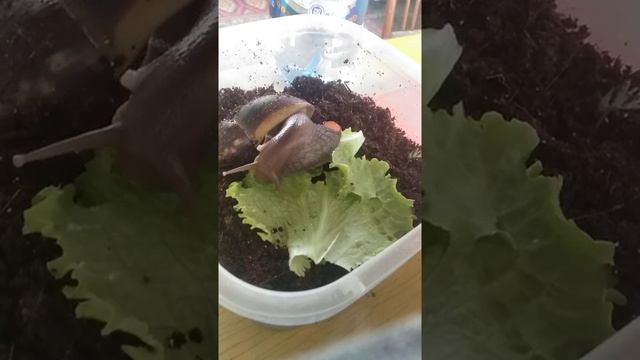 Ахатина улитка гигант, кушает. смотреть онлайн