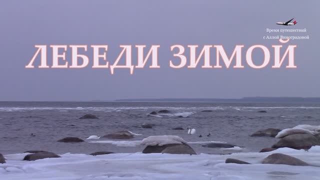 Лебеди зимой  / Балтийское море