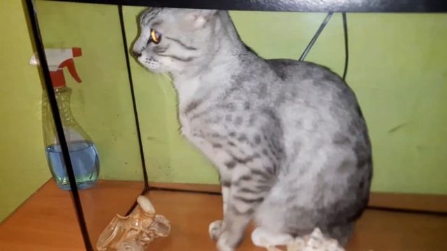 Claustrophobia in a cat.Клаустрофобия у кота!