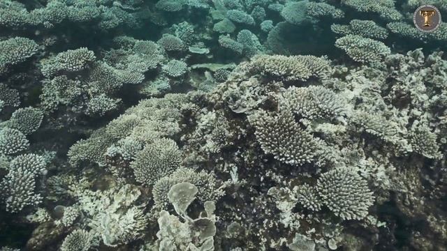 Relax Under Water | Meditation with Music & Water смотреть онлайн