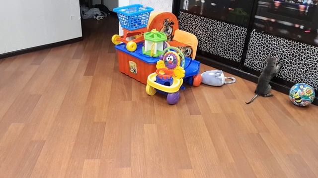 Реакция GUCCI на лазер / MolotkovaHD/ смотреть онлайн