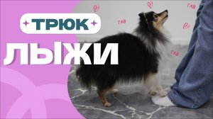 ТРЮК ДЛЯ ВСЕХ, САМАЯ ПРОСТАЯ КОМАНДА: ставить лапы на ноги, команда лыжи