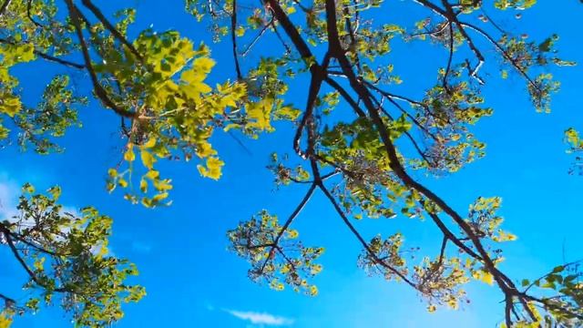 Relaxing Music • Meditation Music Relax Mind Body • Stress Relief Music • Instant Anxiety Relief
