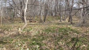 Завожу приваду для медведя, проверил карабин - кал. ( 30 - 06 ) апрель 2024 г.