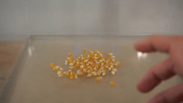 What Happens When You Put Popcorn Kernels in a Vacuum Chamber? Will They Pop?