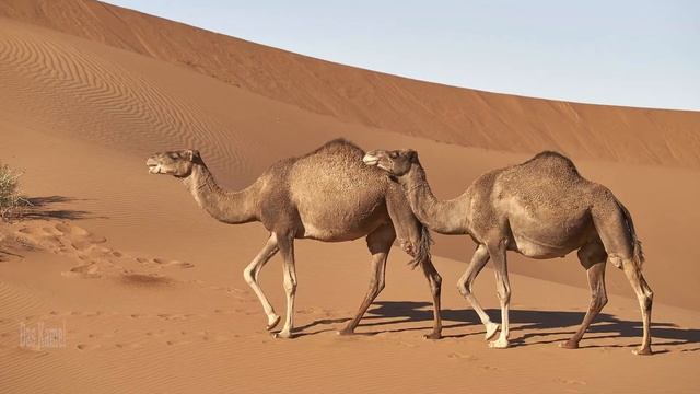 Tieregeräusche für Kinder - Tierstimmen für Kleinkinder Kindergartenkinder und Babys auf Deutsch