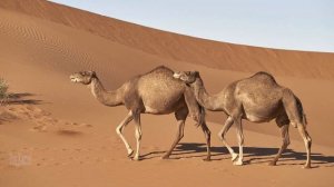 Tieregeräusche für Kinder - Tierstimmen für Kleinkinder, Kindergartenkinder und Babys auf Deutsch