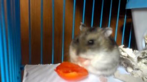 Хомяк ест помидор / Hamster eat tomato