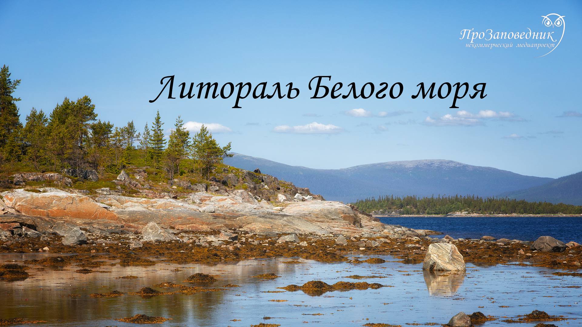 Литораль Белого моря