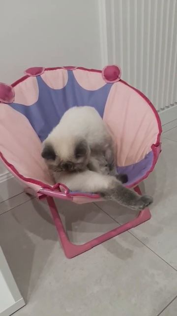 My life is sweet like a cinnamon - Zefir смотреть онлайн