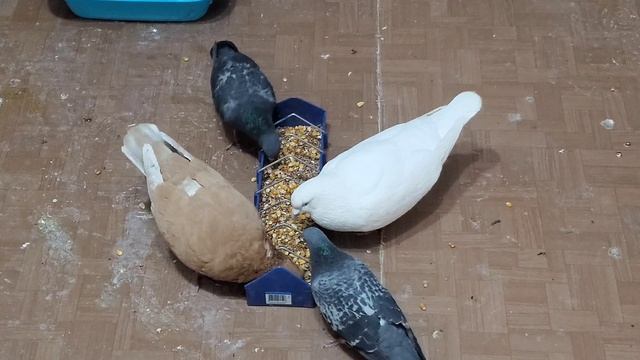 АЛЕКСЕЙ И ВЛАДИСЛАВ ГЛАДЯТ ЖИВОТНЫХ И ОБЩАЮТСЯ смотреть онлайн