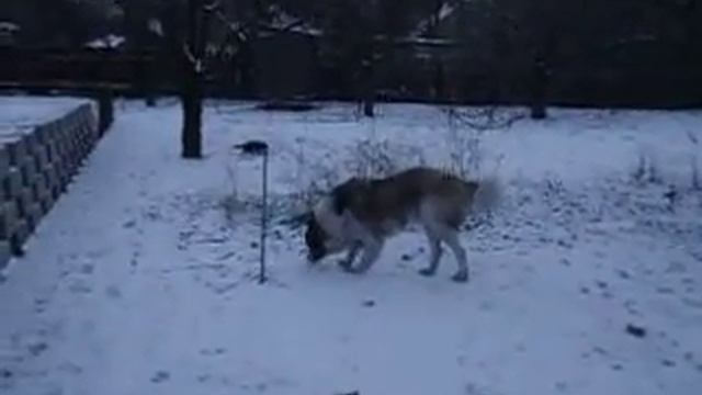 Шашлык-машлык после НГ самое ОНО смотреть онлайн