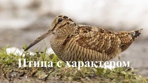 Истории из жизни животных.. (Часть 2)