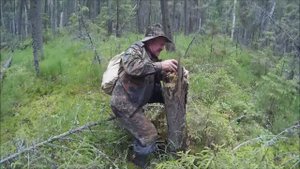 Урал. Шитовское болото. Тайга. Свердловская область. روسيا