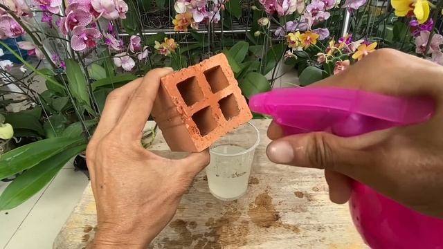 Không Nhiều Người Biết PHONG LAN THỐI Sẽ Tái Sinh Vi Diệu Bằng Cách Này смотреть онлайн