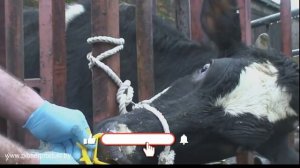 Кольца против Самовыдаивания или как отучить теленка сосать молоко...