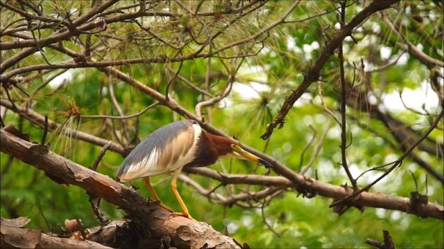池鷺 Chinese Pond Heron 2016 0421 смотреть онлайн