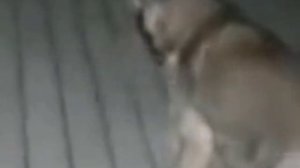 Пёс, ты маму мав?