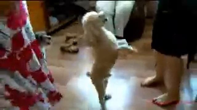 Самая смешная песня