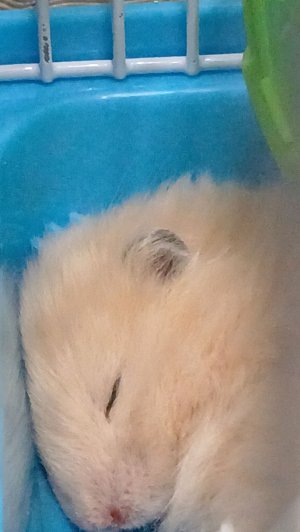 хомяк 🐹  хома