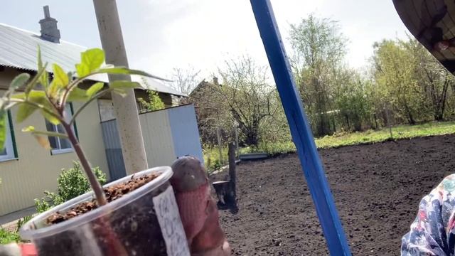 Сегодня сажаем картошку,с тремя способами. смотреть онлайн