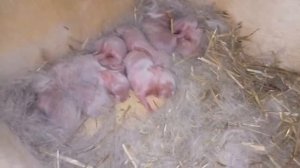 Новорожденные крольчата