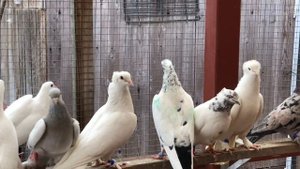 Голуби Александра Германия 1