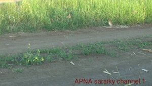quail sounds / jangli batair ki awaz2024  / Звук самки перепела)صدای بلدرچین