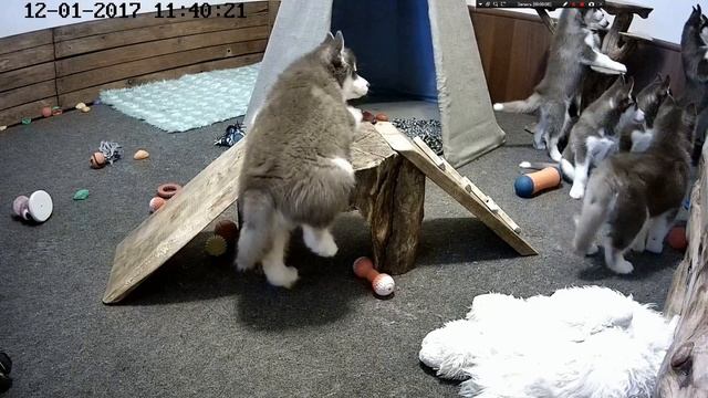 Хасята. Брауни-пенечколаз! смотреть онлайн