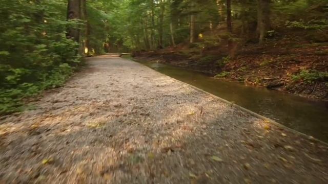 Тропа в лесу. Речка. смотреть онлайн