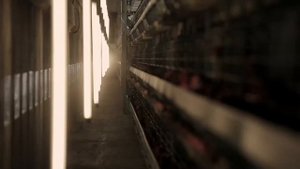 Рекламный ролик фирмы Валли