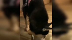 Реакция собаки на разрезание торта - Сборник реакций смешной собаки