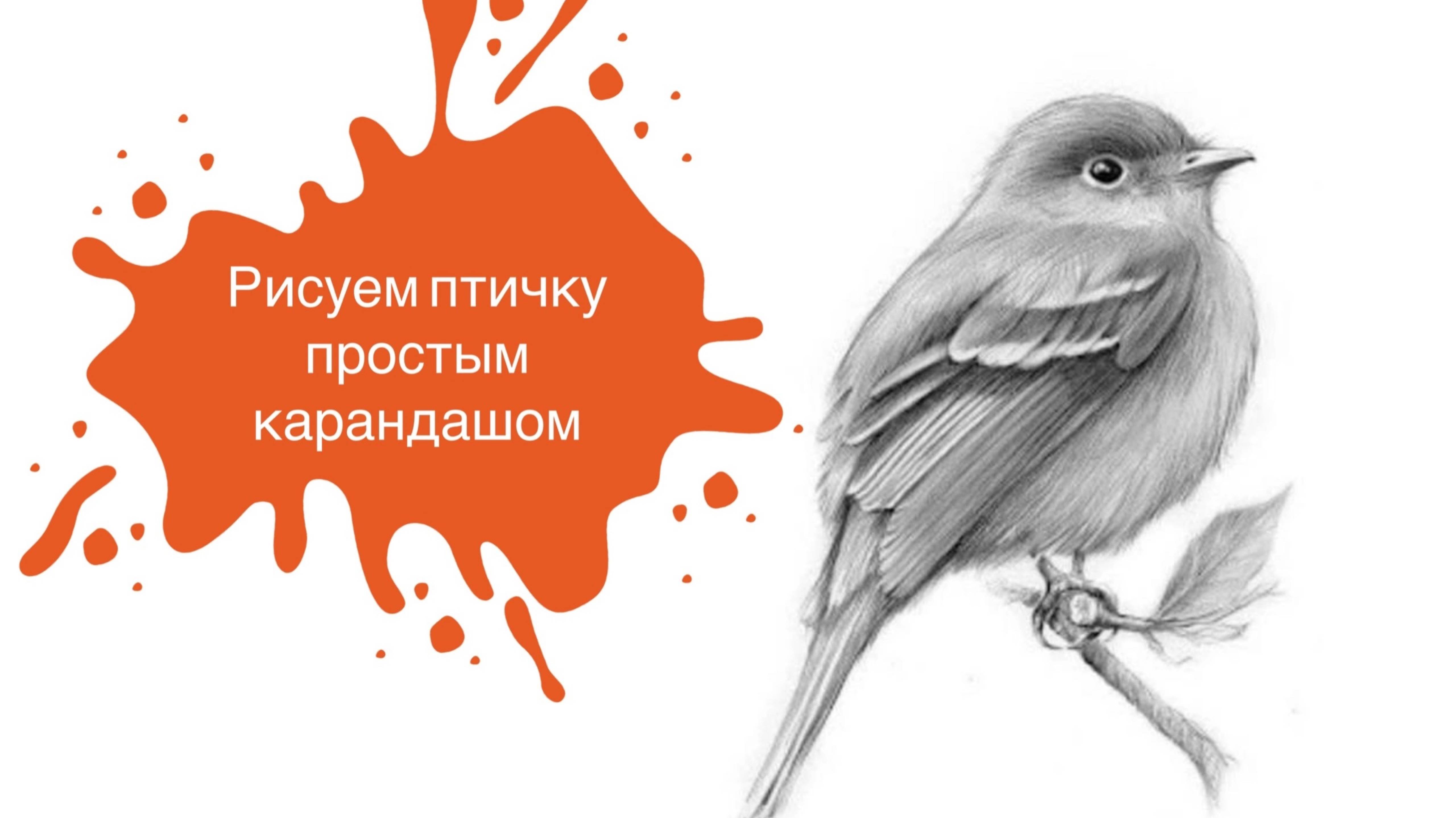 Рисуем Птичку Простым Карандашом! смотреть онлайн