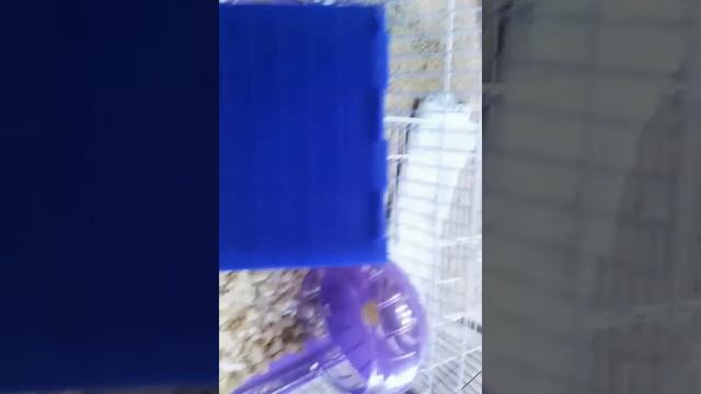 2 видео про клетку смотреть онлайн