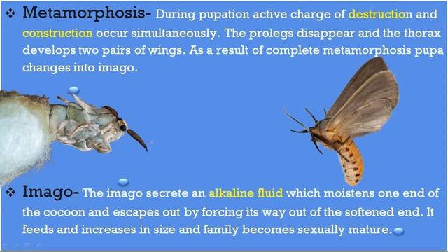 Sericulture|Silk|Silkworm|Silkmoth|Silkworm rearing|Silkworm life cycle in hindi.