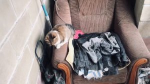 Красавица нашла утеху 🐈