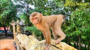 So smart..! SARO isn't taken because he is afraid of other monkeys grabbing him.