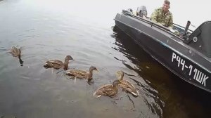 ОНЕЖСКОЕ ОЗЕРО 2021 УТЯТА АТАКУЮТ ) смотреть до конца )