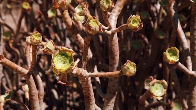 Cinematic nature short film  Fragility  Travelling solo video