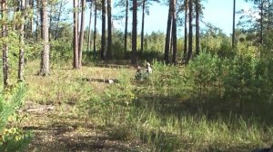 сяду на пенёк, съем пирожок