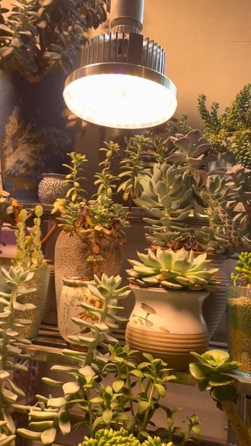 Plant Growth / Full Spectrum Grow Lights Warm light