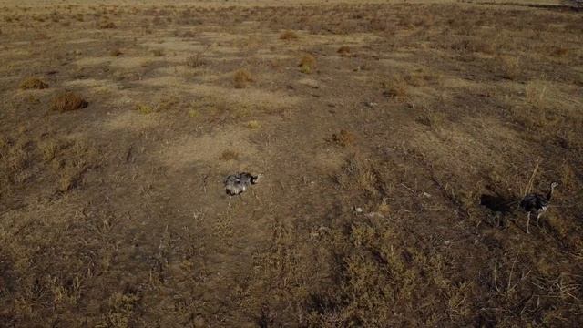 Ñandú, Quehuè La Pampa Argentina смотреть онлайн